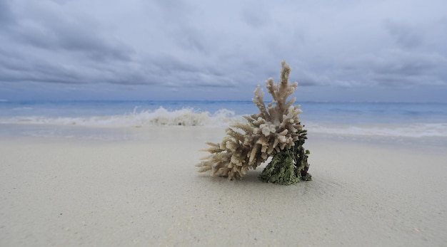 Photo corail de mer sur le sable blanc au bord de l'océan