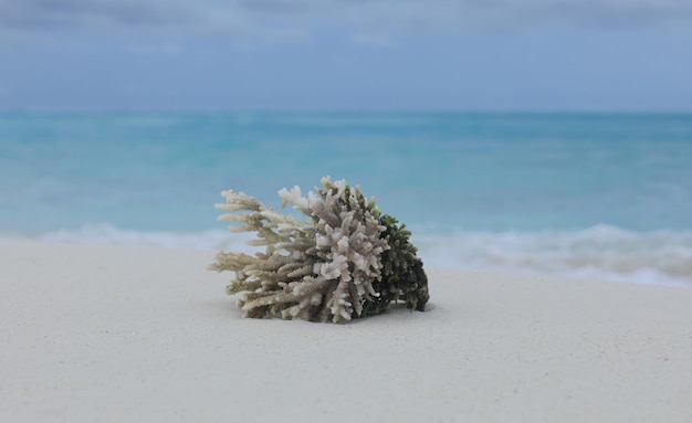 Photo corail de mer sur le sable blanc au bord de l'océan