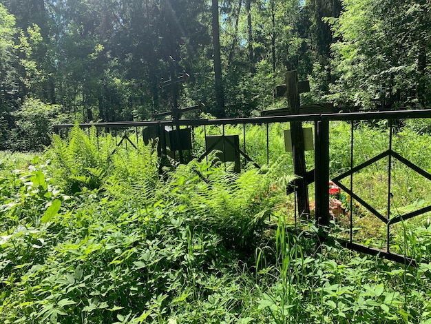 Croix de bois sur les tombes du cimetière en été cimetière dans la tombe de la forêt verte monuments inconnus sur le terrain