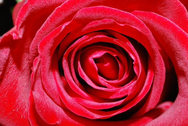 Détail rose rouge