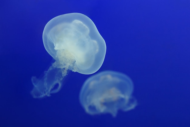 Deux méduses blanches flottent dans l'eau