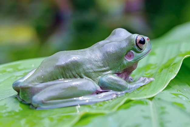 Dumpy frog Litoria caerulea sur feuilles vertes grenouille dumpy sur branche rainette sur branche