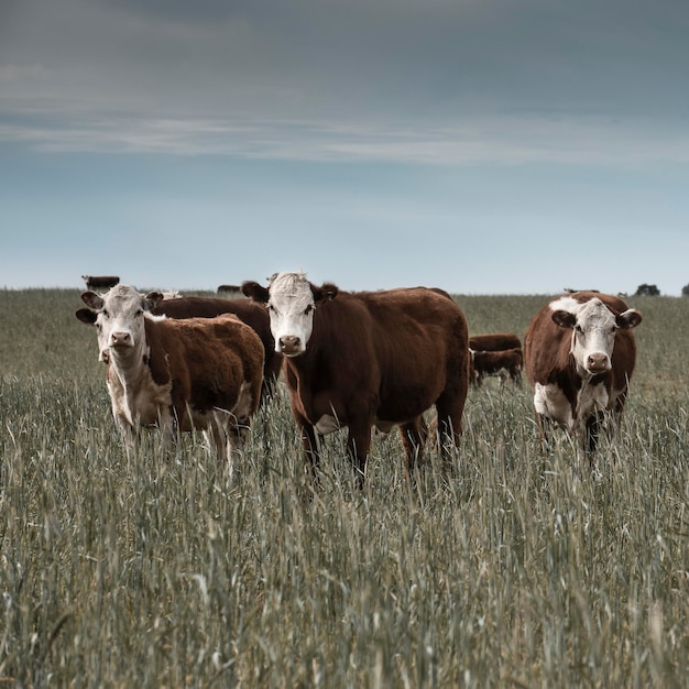 L'élevage du bétail avec des pâturages naturels dans la campagne de la Pampa La Pampa ProvincePatagonia Argentine