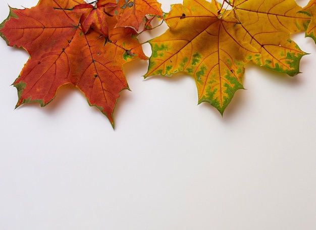 Feuilles d&#39;automne sur fond blanc