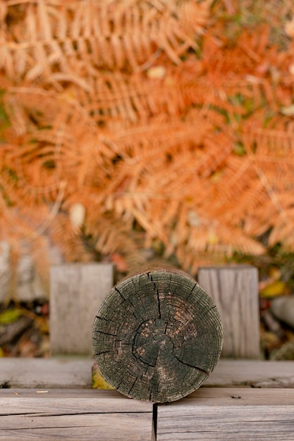 Photo feuilles d'automne orange