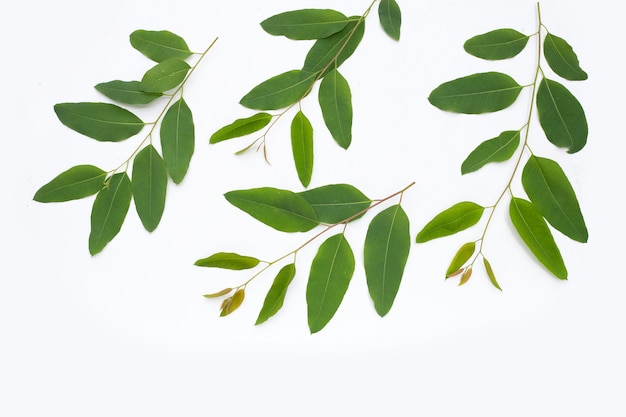 Feuilles d'eucalyptus sur fond blanc.