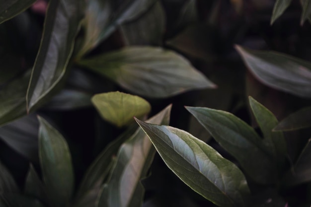 feuilles de fond. fond naturel pour la décoration