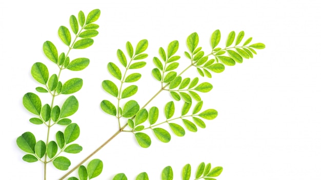 Feuilles de Moringa (herbes thaïlandaises) sur un fond blanc.