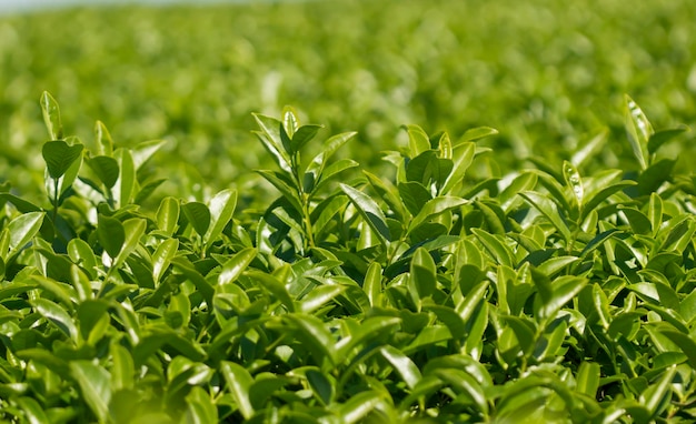 Feuilles de thé vert