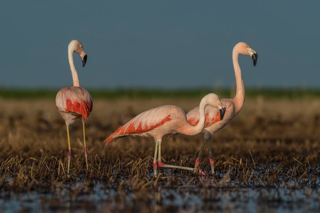 Flamants Roses Dans La Lagune De La Pampa Environnement La Pampa Patagonie Argentine