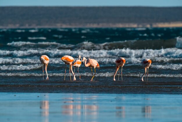 Flamants roses se nourrissant de la plage Péninsule Valdès Patagonie