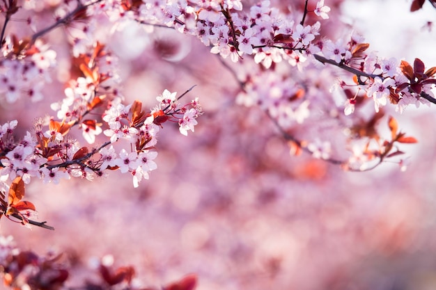 Fleur de printemps de sakura pourpre contre le ciel bleu Belle scène de la nature avec arbre en fleurs et éruption solaire