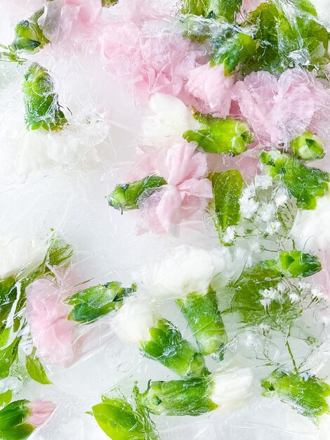 Photo fleurs de jardin d'oeillets congelées dans un fond de glace