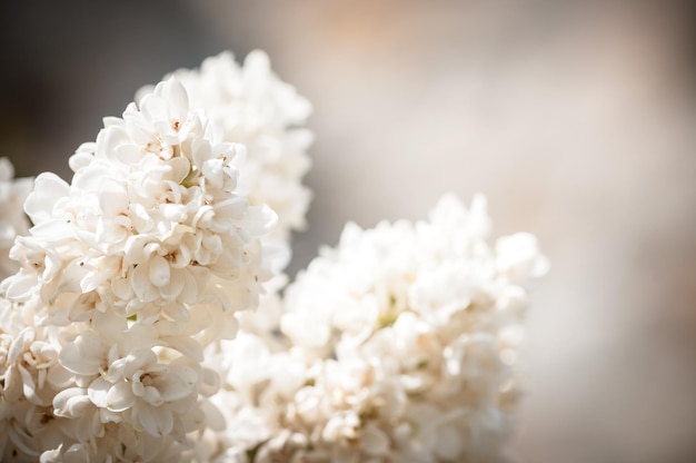 Fleurs de lilas en fleurs