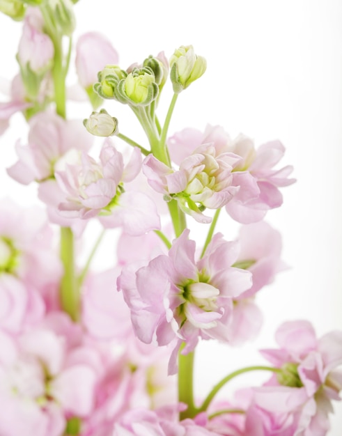 Fleurs roses sur fond blanc