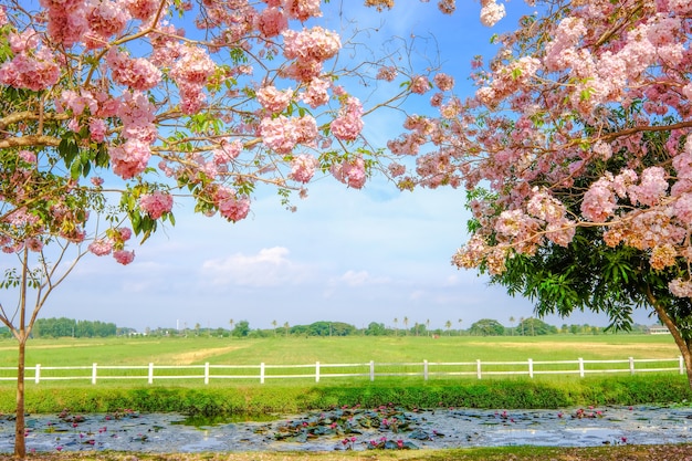 Fleurs roses Tabebuia rosea fleur ou fleurs Chompoopantip.