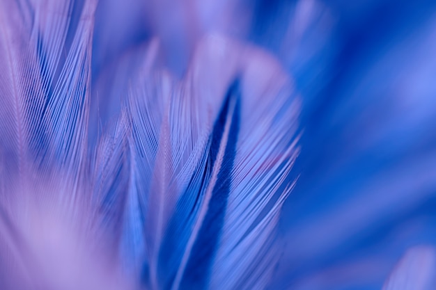 Flou de la texture de plumes de poulets oiseaux pour le fond