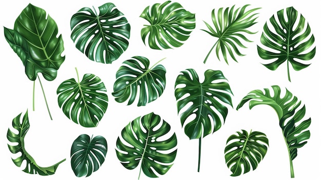 Photo sur un fond blanc, une illustration graphique de feuilles de monstera vertes et saines