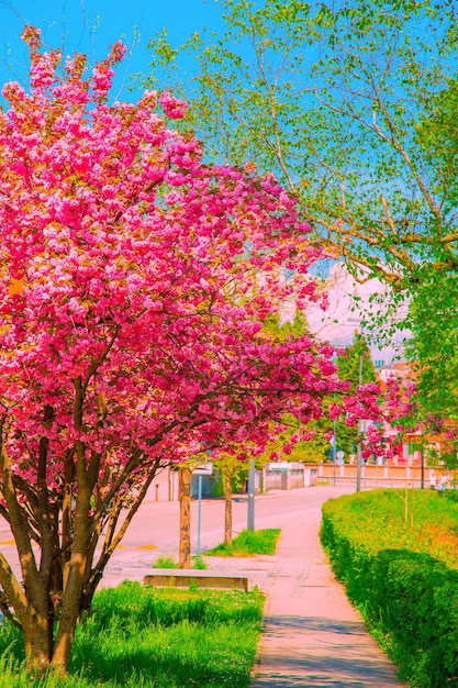 Fond d'écran esthétique de la mode. Fleurs roses. Arbre en fleurs de cerisier