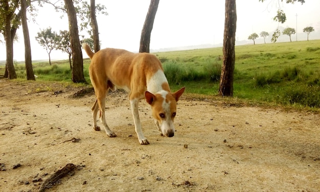 Fond d'écran mignon pour animaux de compagnie