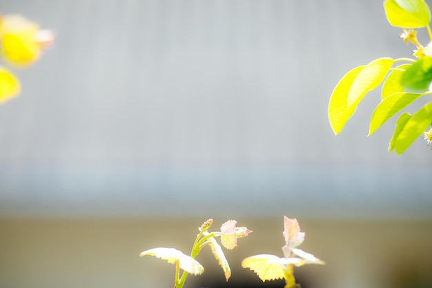 Photo fond de fleur de pommier au printemps avec soleil belle scène de la nature avec pommier en fleurs