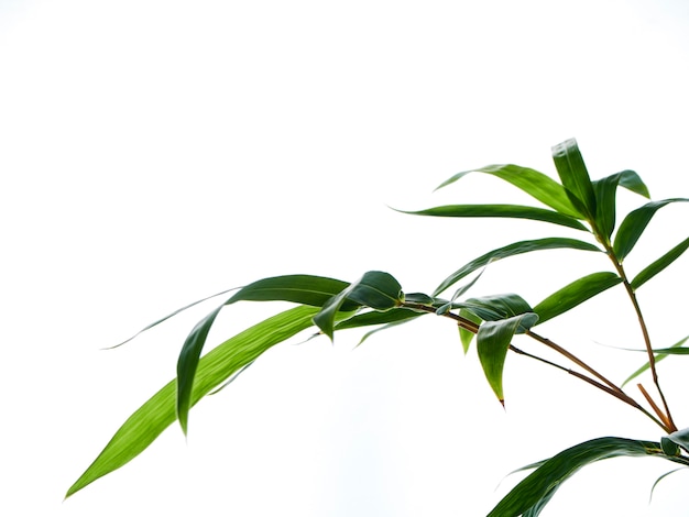 Fond naturel asiatique avec du bambou