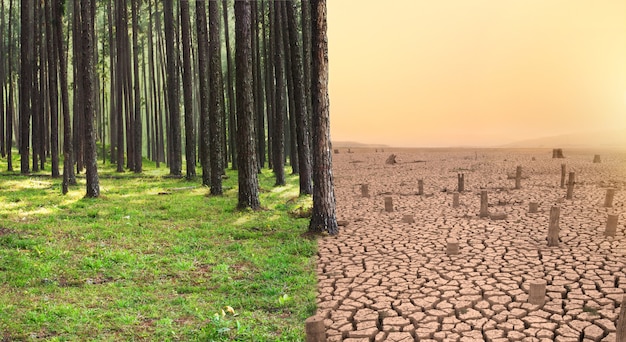 Photo forêt verte et terre sèche avec arbre coupé