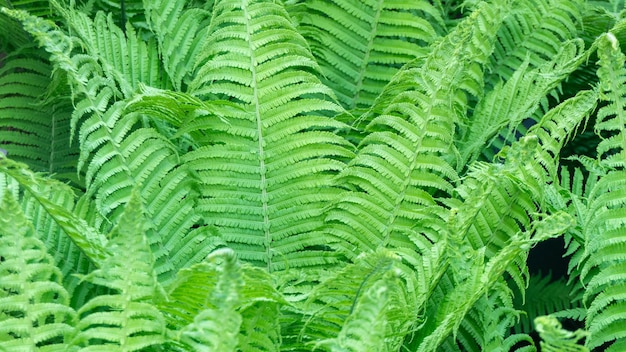 Photo une fougère verte luxuriante avec de nombreuses feuilles