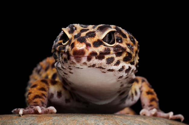 Gecko léopard gros plan sur la pierre de corail Gecko léopard vue avant Gecko léopard gros plan sur fond noir