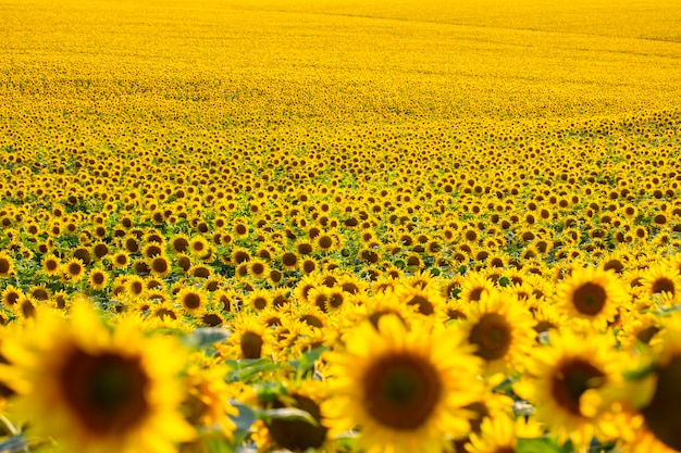 Grand champ de tournesols en fleurs au soleil