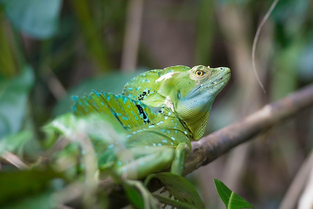 Photo gros plan d'un basilic à plumes dans la forêt tropicale du costa rica.