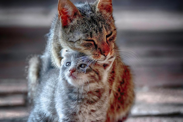 Photo un gros plan d'un chat qui détourne le regard