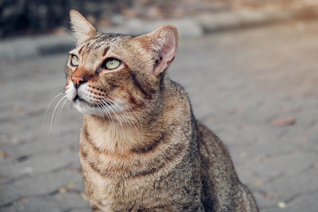 Photo un gros plan d'un chat qui regarde vers le haut sur un sentier