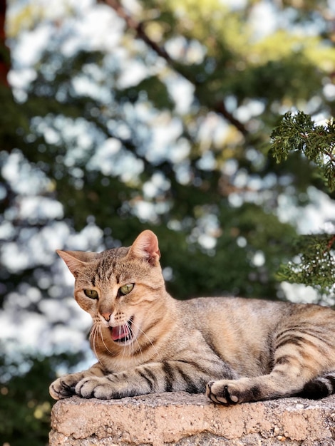 Photo un gros plan du chat