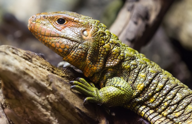 Gros plan du Lézard du Caïman du Nord