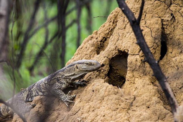 Photo un gros plan du lézard sur le tronc d'un arbre