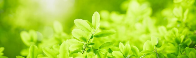 Photo gros plan de feuille de nature verte sur la verdure floue dans le jardin