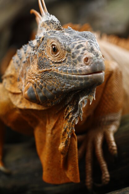 Gros plan de l'iguane rouge