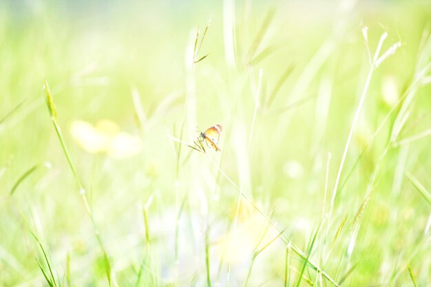 Photo un gros plan d'un insecte sur l'herbe