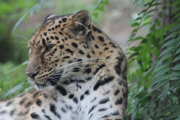 Photo un gros plan d'un léopard qui détourne son regard