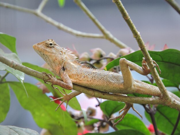 Photo un gros plan d'un lézard sur un arbre