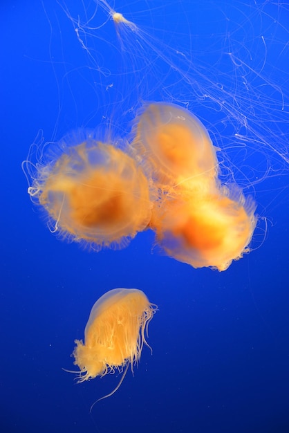 Photo un gros plan de méduses sur un fond bleu