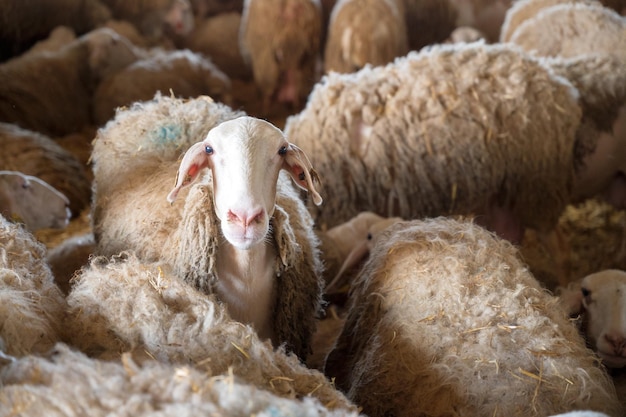 Gros plan d'un mouton dans une écurie regardant la caméra