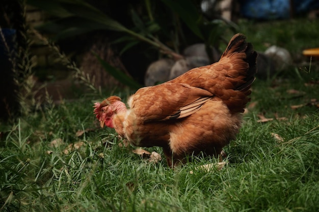 Photo un gros plan d'un oiseau sur le terrain