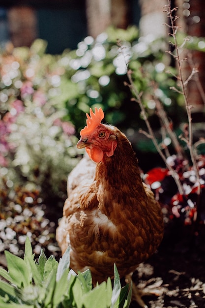 Photo un gros plan d'un oiseau