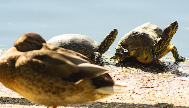 Photo un gros plan de la tortue