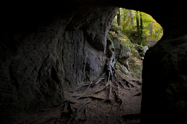 Photo grotte dans la forêt