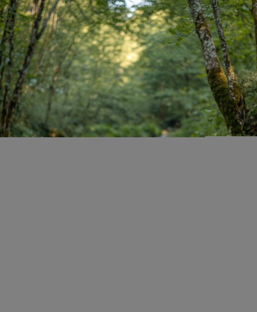 Photo un groupe d'arbres dans la forêt