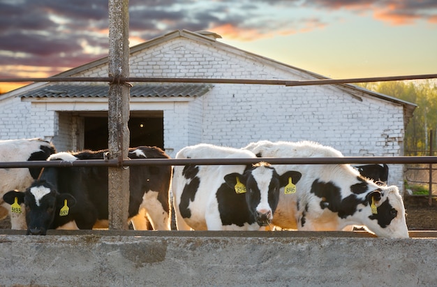 Groupe de vaches à la ferme