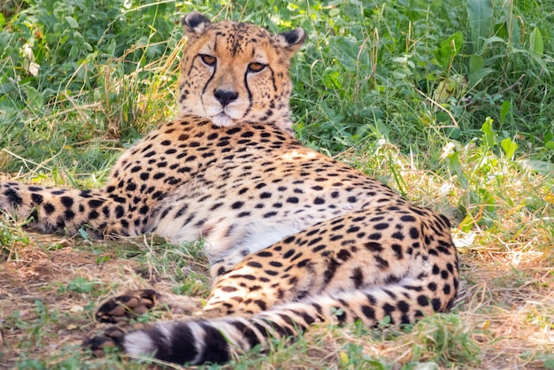 Guépard sauvage allongé sur le pré